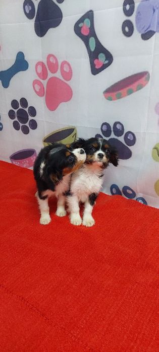 Кавалер кинг чарлз шпаньол.