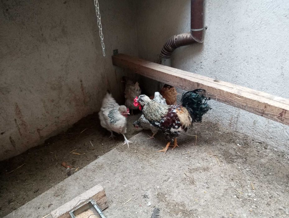 Găini românești de vanzare