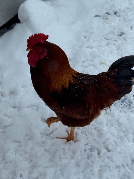 Vand cocosi de curte