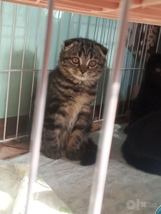 Породистые котята