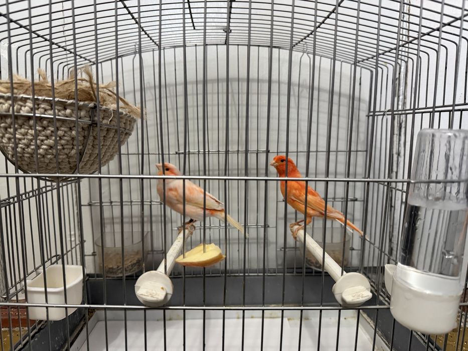 Продам пару готовых канареик Канарейка