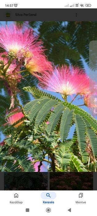 Pomi fructiferi de vânzare.Gyümolcsfa eladó.