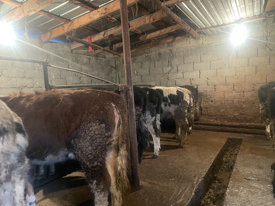 14 голов тёлочек продом только оптом