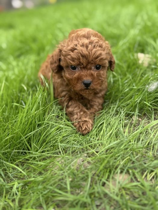 Пудел Той/Poodle Toy