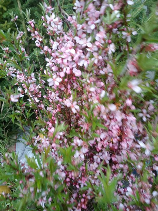 Миндаль и кизил , барбарис