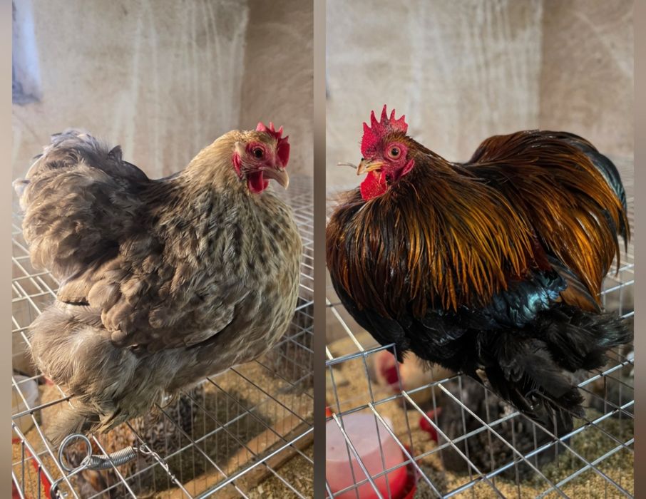 Cochinchina pitic Gât Auriu 1+1