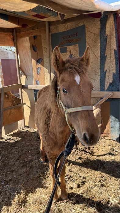 Буаз бие мен тай
