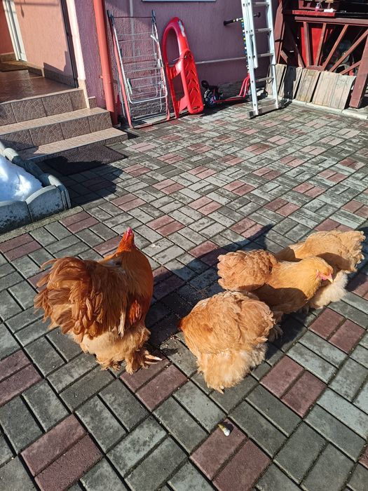 Familie gaini cochinchina