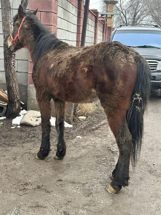 Кунан құнан жжеребчик лошадь донен дөнен
