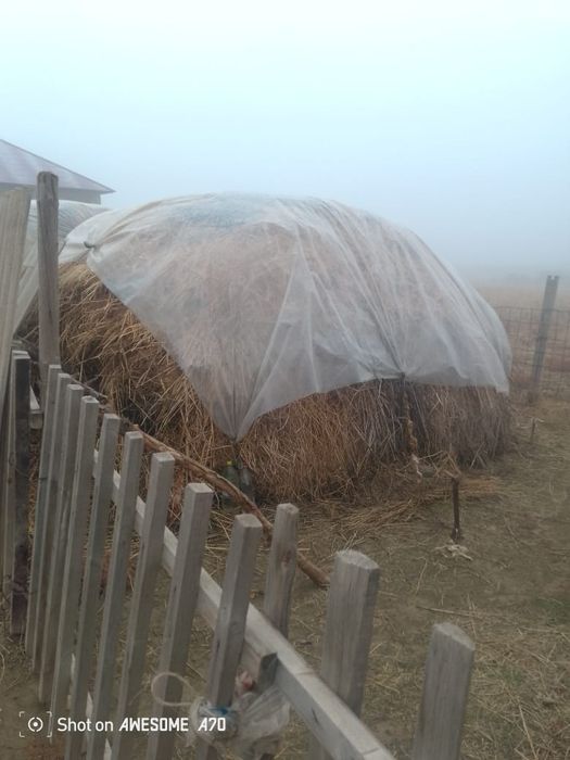 Сатамын Шөп Жоңышқамен аралас