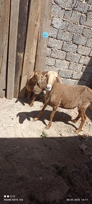 Ona bola qoy sotuda boladi urgochi onasi 6 tish