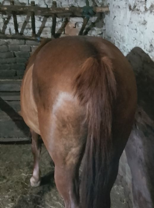 Vând iapa de 5 ani cu acte
