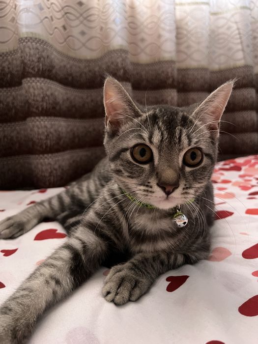 Продается породистый котик