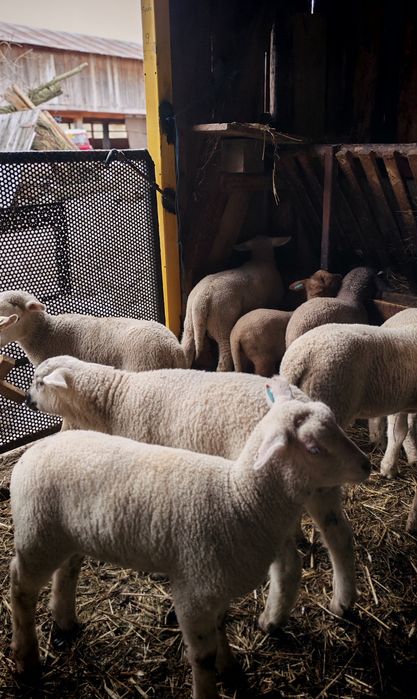 Miei Texel de vânzare