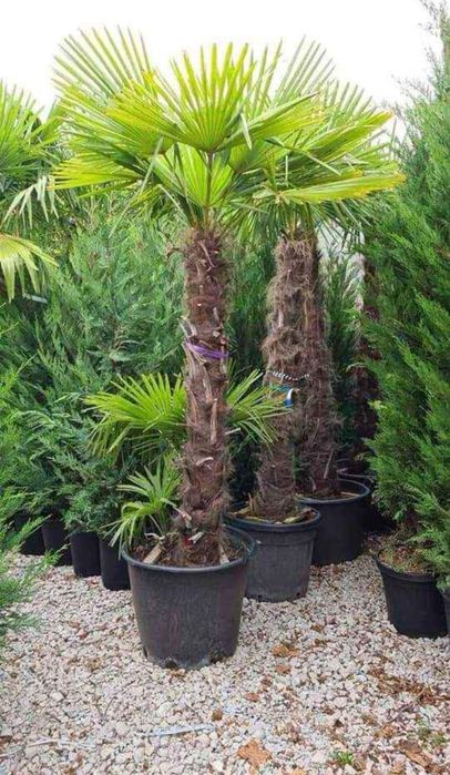 Plante ornamentale ,gazon ,tuia,mesteacan