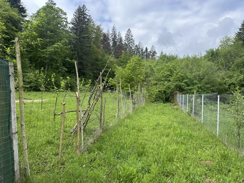 Vand teren extravilan zona usor accesibila zona Colonia Mina 1 Mai
