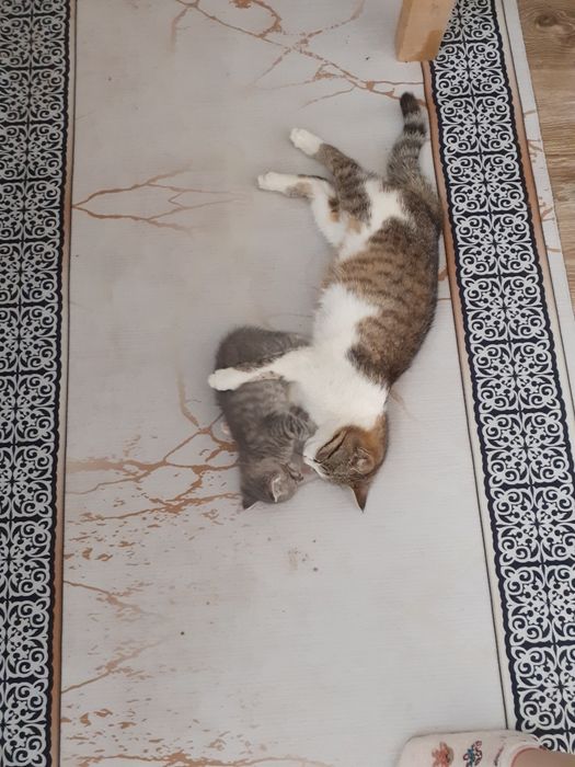 Котята бесплатно