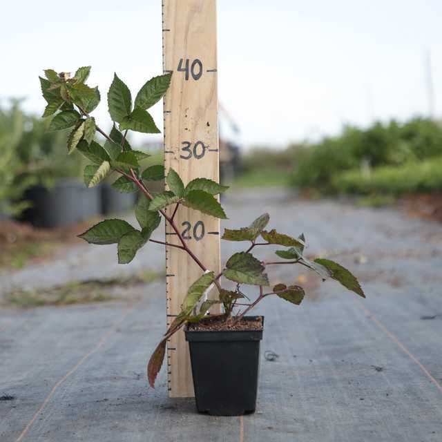 Ежавика кучатлари сотилади