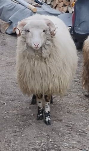 Vand berbec de 1 an