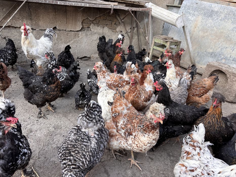 Oua de incubat de la   gaini motate