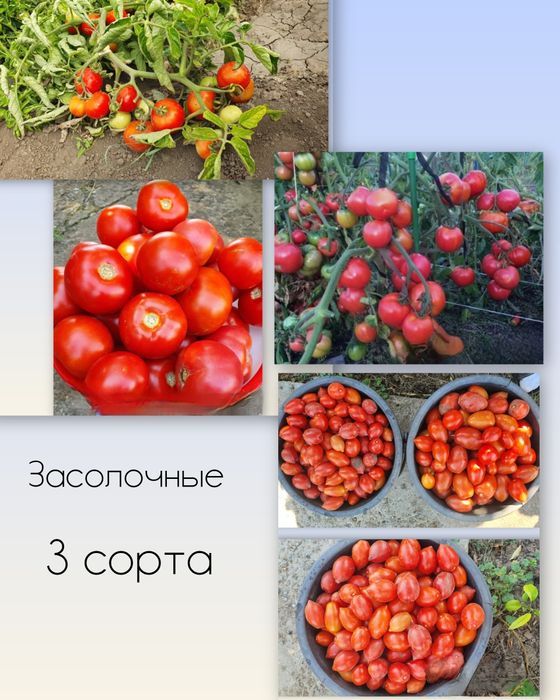 Рассада разных сортов помидор