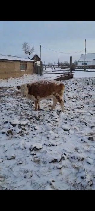 Продам подсосных телят