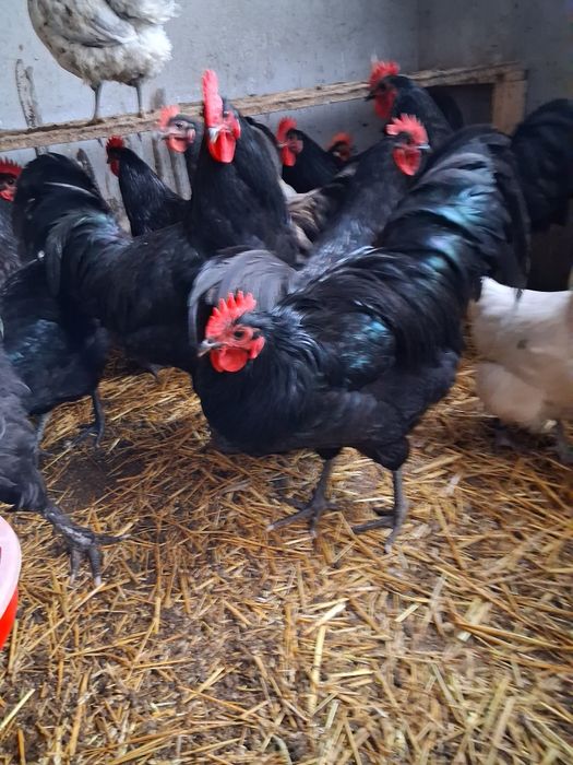 Vând Cocoși și Gaini Australorp