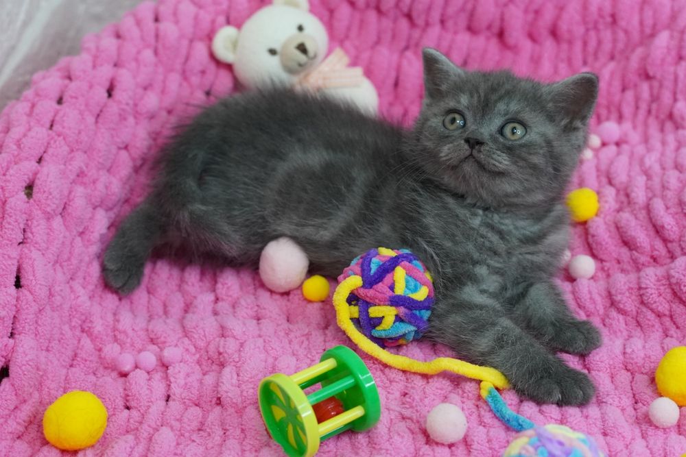 Скоттиш Страйт Шотландские котята