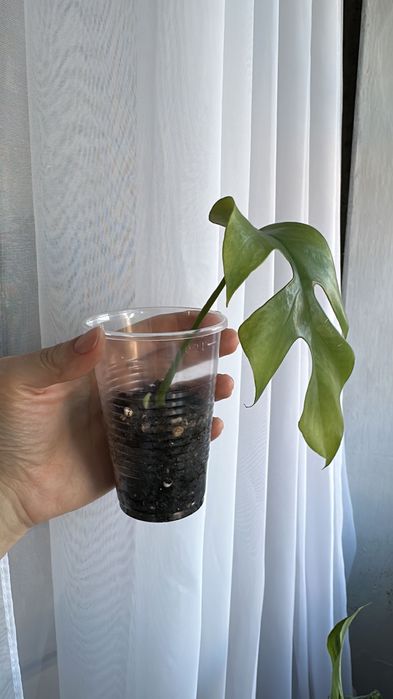 Продам домашнии цветочки