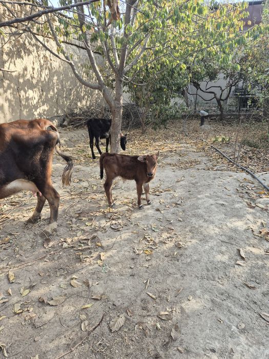 Ona bola sigir egizak bolalari gunojin