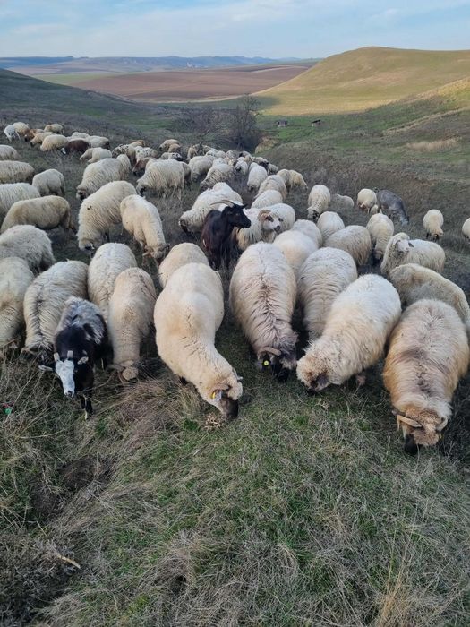 Se vand 250 de oi, toate tinerere si gestante