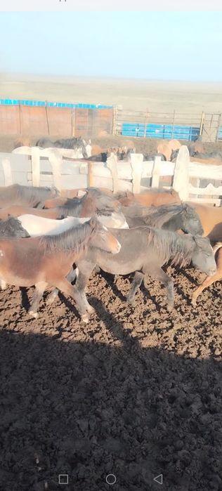 Байтал полтарашка