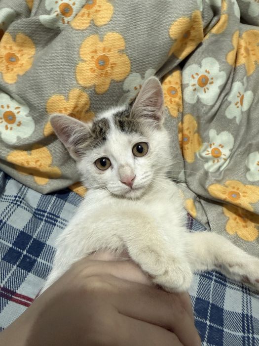 Бесплатная кошка