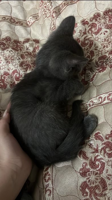 Кошка отдам в добрые руки