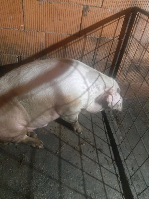 Vând,juninca,Baltata,montata