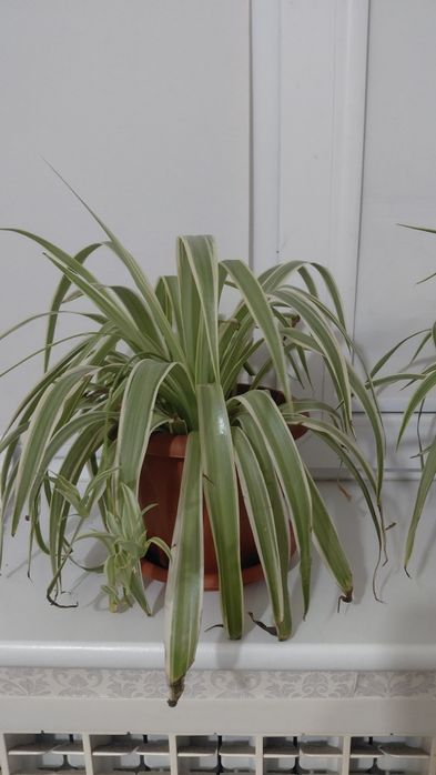 Комнатные растения