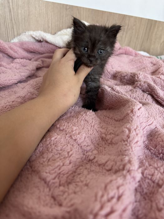 Отдам маленьких котят