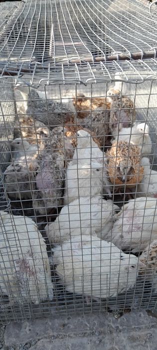 Бөдене саталады..