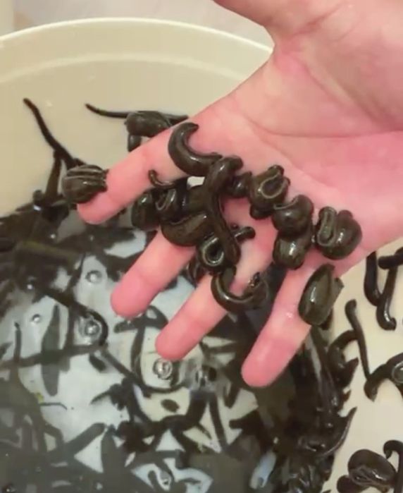 пиявки воссточные