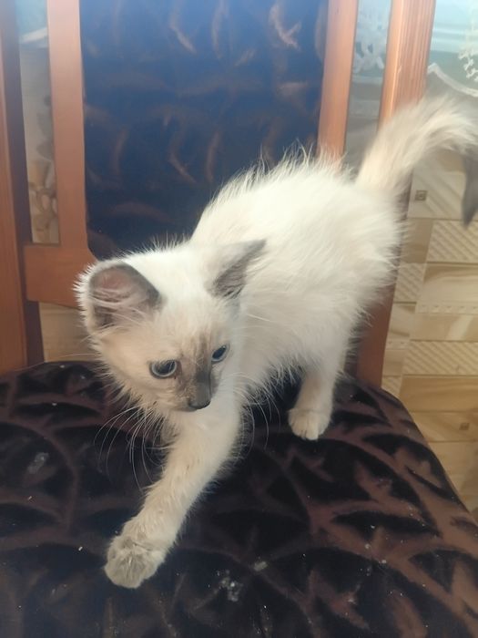 Отдам котёнка в добрые руки кошечка.