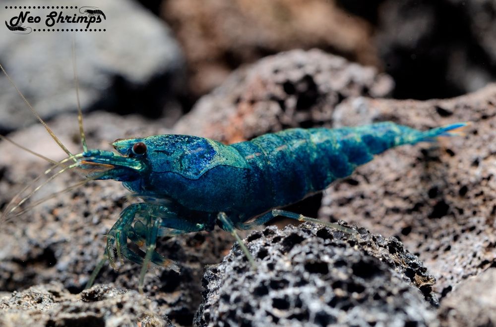 Аквариумни скариди Blue bolt extreme