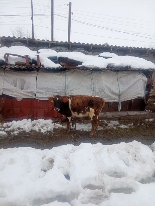 Ассалаумағалейкум 2 бас бұаз сиырлар сатылады