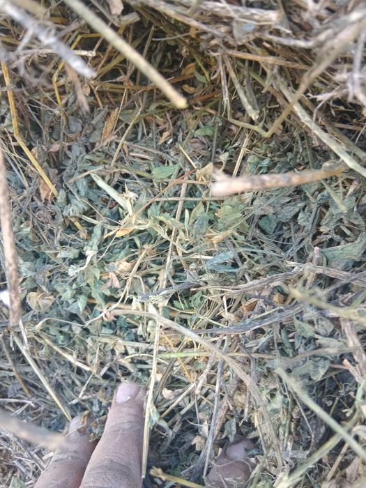 Baloți de lucernă și fân!