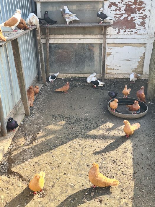 Se Vinde 22 de bucăți!!!