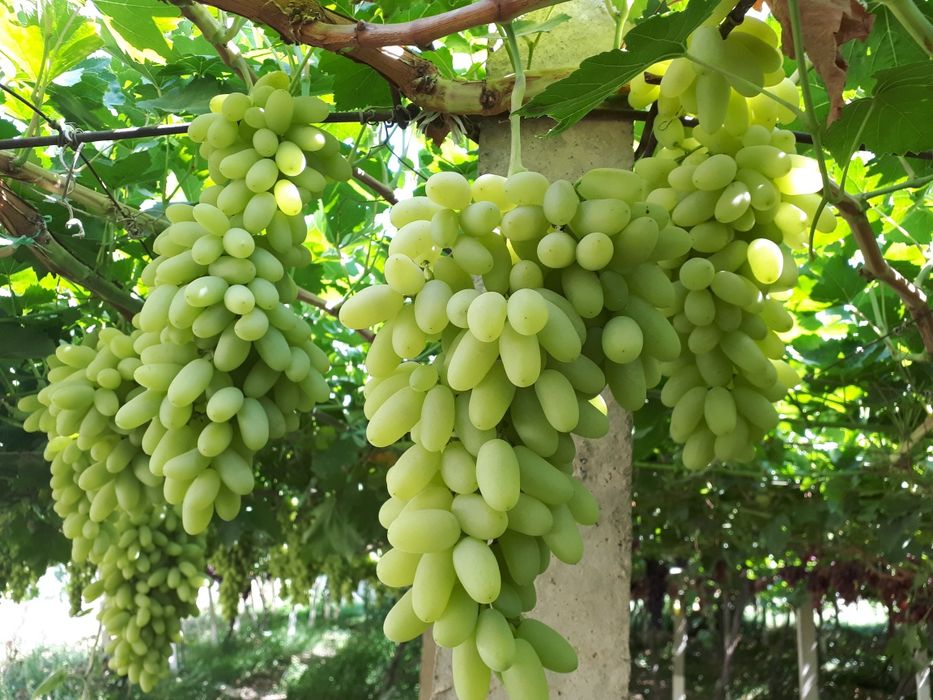 Теплицы лимонария и кумкват, мандарин. Виноградник