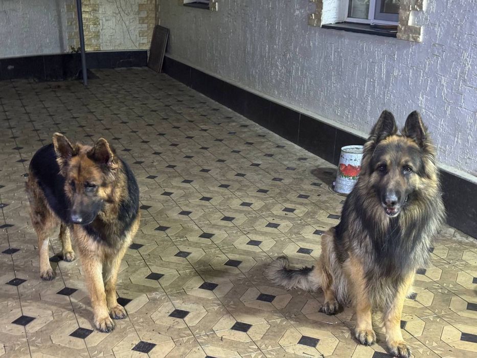 Щенки немецкой овчарки