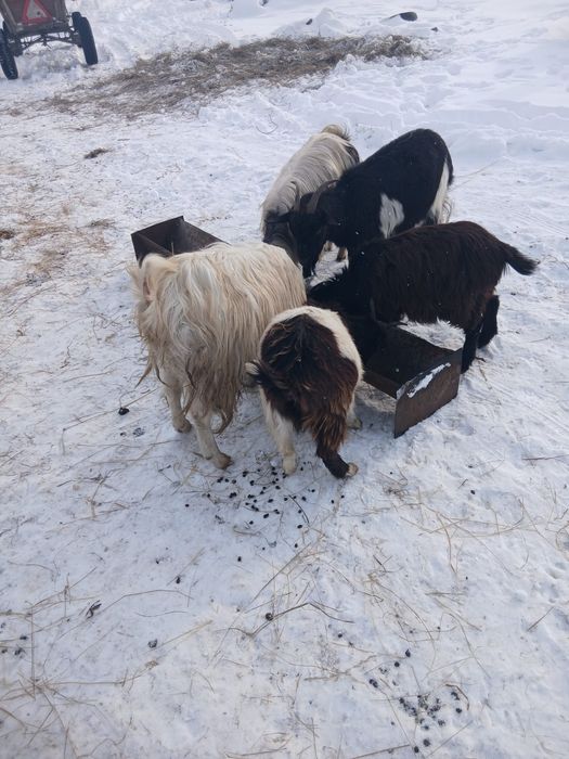 De Vânzare 6 capre și on ied 5 sunt gestante și una are ied