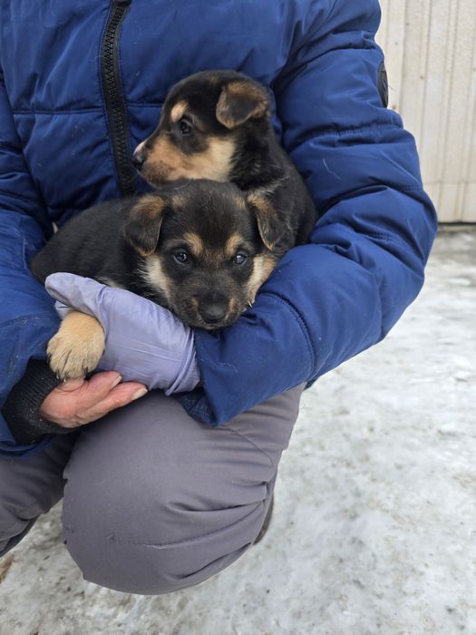 Ищут дом малыши, мальчики и девочки