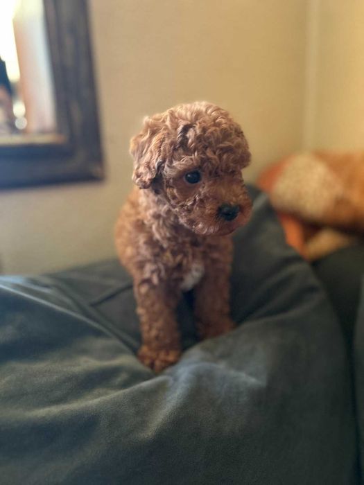 Той пудел - мини