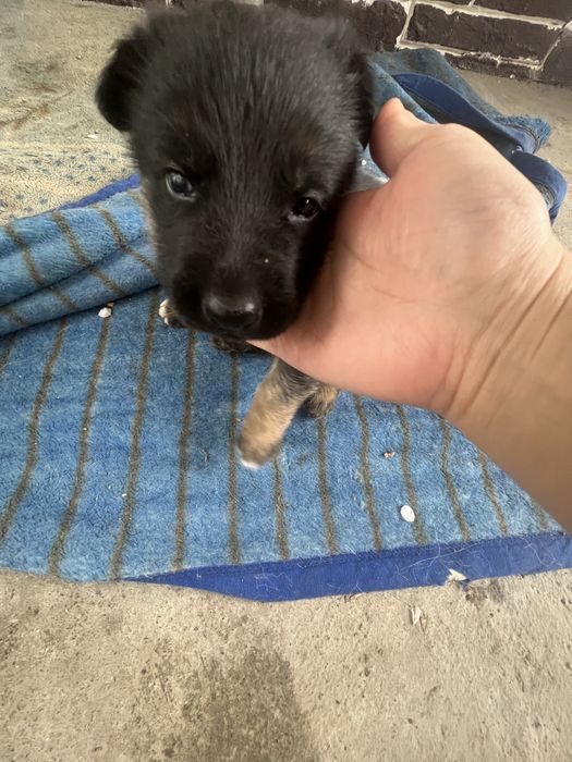 Продается немецкая овчарка(щенки сучки)